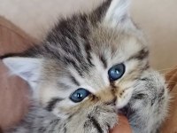 Golden ve silver scottish fold yavrular
