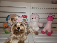 Orjinal tea cup küt burun dişi ve erkek yavru köpekler