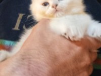 Sıfır Kulak Show Kalite Scottish Fold