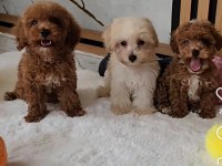 Mükemmel Güzellikteki Maltipoo  Yavrularımız 