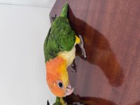 Caique Papağanı PORTAKAL KAFA Çok şirinler