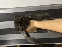 Scottish fold kedilerim 3 aylık