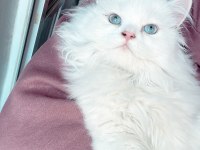 İş dolayısıyla sahiplendiriyorım british longhair