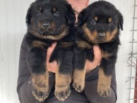 Üst Kalite Rottweiler Yavruları