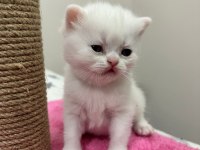 BLUE POİNT ERKEK 2 ADET KEDİMİZ
