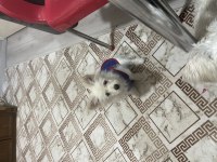 Pomeranian spitz 3 aylıkken dişi uygun