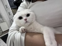 Scottish fold kedimiz 1 yaşında