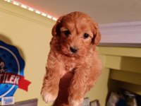 Maltipoo yavrularımız