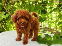 IRK GARANTİLİ KORE KAN RED BROWN TOY POODLE