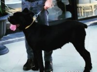 Simsiyah Dişi cane corso