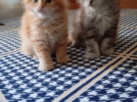 Rus kanı maine coon yavrular