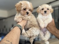 Show Kalite Kore Maltipoo Yavrularımız