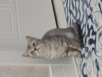 British shorthair yavru kedi en uygun fiyat acillll