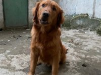 Golden Retriever Erkek