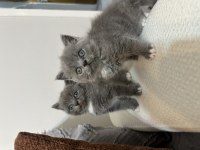 Bebek kedilerimize yeni yuva aranıyor