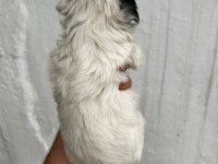 Morkie son 2 yavrularımız