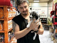 Beagle yavrularımız mevcuttur