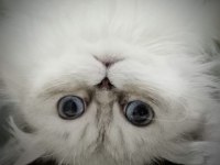 Lynx point british longhair ücretsiz