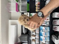 Tea cup dişi Maltipoo bebeklerimiz