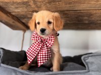 Şeker mi şeker golden retriever bebekler