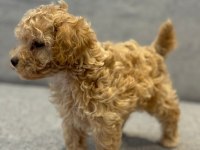 Oyuncak Yüz Toy Poodle Bebekleri̇mi̇z
