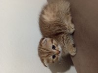 Yavru scottish fold kedimiz uyguna verilecek