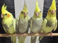 Yeni Yeme Düşmüş Konuşturmalık Full Evcil Bebek Sultan