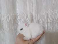 Orjinal cüce yavru tavşan