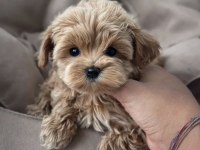 Mikro Teacup Kore Maltipoo Yavrular