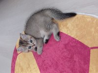 Safkan Bırıtısh Yavru