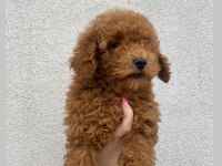 3 aylık erkek toy poodle bebeğimiz