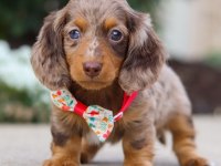 Pamuk Tüylü Longhair Dachshund Yavrular