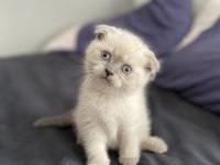 Scottish fold yavrular