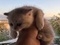 Ailenizin yeni üyeleri kediler değerli sahiplerini bekliyor