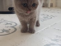 Muhteşem güzellikte scottish fold yavrularımız