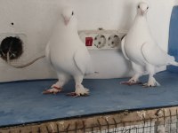 Arka tepe beyaz güvercin