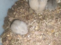 Gonzales yavrular hamster