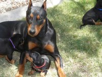 German pinscher puppies