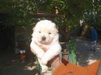 Chow chow bebeklerimiz