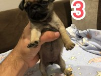 Muhteşem Pug Mops Bebek Köpekler