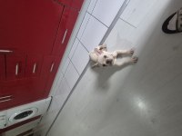 French bulldog blue platinium