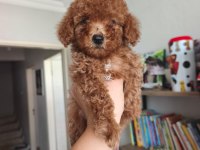 Toy poodle yavrularımız