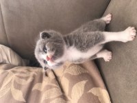 1 aylık yavru scottish fold