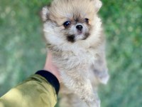 Mini mini aslan pomeranian boo