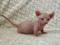 Erkek dwelf sphynx