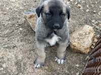Harika safkan kangal yavrular