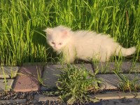 4 aylık yavru british shorthair kedimiz