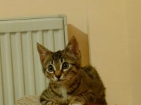3 aylık erkek yavru kedimiz Kimyon yuva arıyor