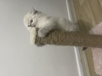 Son british longhair yavrum yeni ailesi için hazır