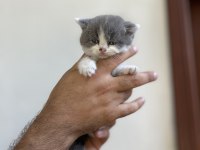 Irk ve sağlık garanti belgeli british shorthair yavruları